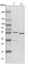 Potassium Channel Tetramerization Domain Containing 20 antibody, NBP1-86738, Novus Biologicals, Western Blot image 