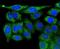 Phosphoglycerate kinase antibody, NBP2-67534, Novus Biologicals, Immunofluorescence image 