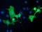 Protein Tyrosine Phosphatase Receptor Type E antibody, LS-C115254, Lifespan Biosciences, Immunofluorescence image 
