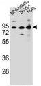 CTTNBP2 N-Terminal Like antibody, AP51136PU-N, Origene, Western Blot image 