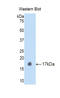 Left-Right Determination Factor 2 antibody, LS-C295115, Lifespan Biosciences, Western Blot image 