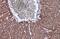 Coagulation Factor IX antibody, GTX113689, GeneTex, Immunohistochemistry paraffin image 