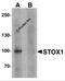 Storkhead Box 1 antibody, 6901, ProSci, Western Blot image 