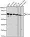 Calreticulin antibody, A1066, ABclonal Technology, Western Blot image 