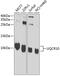 Cytochrome b-c1 complex subunit 9 antibody, GTX32954, GeneTex, Western Blot image 