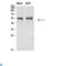 alpha-Tubulin antibody, LS-C813948, Lifespan Biosciences, Western Blot image 