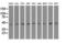 Isovaleryl-CoA dehydrogenase, mitochondrial antibody, MA5-25205, Invitrogen Antibodies, Western Blot image 