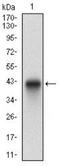 PLAG1 Like Zinc Finger 1 antibody, NBP2-37343, Novus Biologicals, Western Blot image 