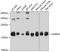 Vesicle Associated Membrane Protein 4 antibody, GTX66017, GeneTex, Western Blot image 