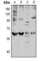 Solute Carrier Family 7 Member 8 antibody, GTX56211, GeneTex, Western Blot image 