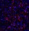 ORAI Calcium Release-Activated Calcium Modulator 1 antibody, NBP1-75522, Novus Biologicals, Immunocytochemistry image 