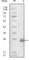Fibulin 5 antibody, abx010772, Abbexa, Western Blot image 