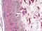 Vimentin antibody, NB500-563, Novus Biologicals, Immunohistochemistry paraffin image 