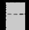 Cyclin Dependent Kinase 20 antibody, 203617-T32, Sino Biological, Western Blot image 