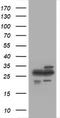 Proteasome Subunit Alpha 2 antibody, LS-C174345, Lifespan Biosciences, Western Blot image 