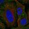 SEM1 26S Proteasome Complex Subunit antibody, HPA072648, Atlas Antibodies, Immunocytochemistry image 