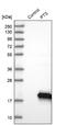 6-pyruvoyl tetrahydrobiopterin synthase antibody, NBP1-87187, Novus Biologicals, Western Blot image 