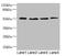 Sulfide Quinone Oxidoreductase antibody, LS-C676545, Lifespan Biosciences, Western Blot image 