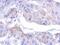 Myotubularin Related Protein 12 antibody, NBP2-19432, Novus Biologicals, Immunohistochemistry frozen image 