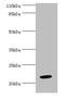 NME/NM23 Nucleoside Diphosphate Kinase 6 antibody, CSB-PA015891LA01HU, Cusabio, Western Blot image 