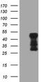 TARBP2 Subunit Of RISC Loading Complex antibody, TA808481S, Origene, Western Blot image 
