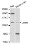 Metabotropic glutamate receptor 3 antibody, LS-C332149, Lifespan Biosciences, Western Blot image 