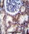 Hyaluronidase-2 antibody, abx026847, Abbexa, Immunohistochemistry frozen image 