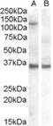 Argonaute RISC Component 1 antibody, EB07129, Everest Biotech, Western Blot image 