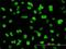 Nuclear factor 1 C-type antibody, H00004782-M01, Novus Biologicals, Immunocytochemistry image 