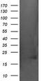 Crystallin Alpha A antibody, CF505577, Origene, Western Blot image 