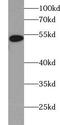 UBX Domain Protein 11 antibody, FNab09216, FineTest, Western Blot image 