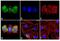 Aurora Kinase C antibody, 38-9400, Invitrogen Antibodies, Immunofluorescence image 