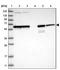 Inactive phospholipase D5 antibody, NBP1-81911, Novus Biologicals, Western Blot image 