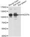 Nicastrin antibody, LS-C749506, Lifespan Biosciences, Western Blot image 