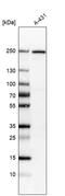 ITGB4 antibody, AMAb91453, Atlas Antibodies, Western Blot image 