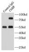 C-Maf Inducing Protein antibody, FNab01787, FineTest, Immunoprecipitation image 