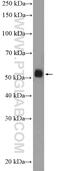 FIC Domain Containing antibody, 11974-1-AP, Proteintech Group, Western Blot image 