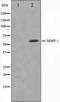 PRA1 family protein 2 antibody, orb224503, Biorbyt, Western Blot image 