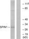 Spindlin 1 antibody, GTX87781, GeneTex, Western Blot image 