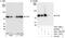 Cullin 3 antibody, A301-109A, Bethyl Labs, Western Blot image 