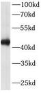 TAR DNA Binding Protein antibody, FNab08577, FineTest, Western Blot image 