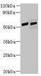 Family With Sequence Similarity 124 Member B antibody, CSB-PA880982LA01HU, Cusabio, Western Blot image 