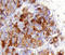 Protein kinase C iota type antibody, AF4465, R&D Systems, Immunohistochemistry paraffin image 