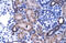Zinc Finger Protein 84 antibody, 28-329, ProSci, Enzyme Linked Immunosorbent Assay image 