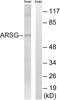 Arylsulfatase G antibody, PA5-39031, Invitrogen Antibodies, Western Blot image 