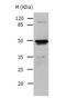 Keratin 15 antibody, TA323036, Origene, Western Blot image 