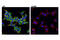 Ubiquitin Specific Peptidase 9 X-Linked antibody, 14898S, Cell Signaling Technology, Immunofluorescence image 