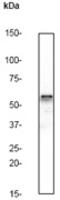 Cell Division Cycle 25C antibody, TA303434, Origene, Western Blot image 