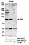 Nuclear VCP Like antibody, A304-864A, Bethyl Labs, Immunoprecipitation image 