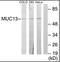 Mucin-13 antibody, orb95117, Biorbyt, Western Blot image 